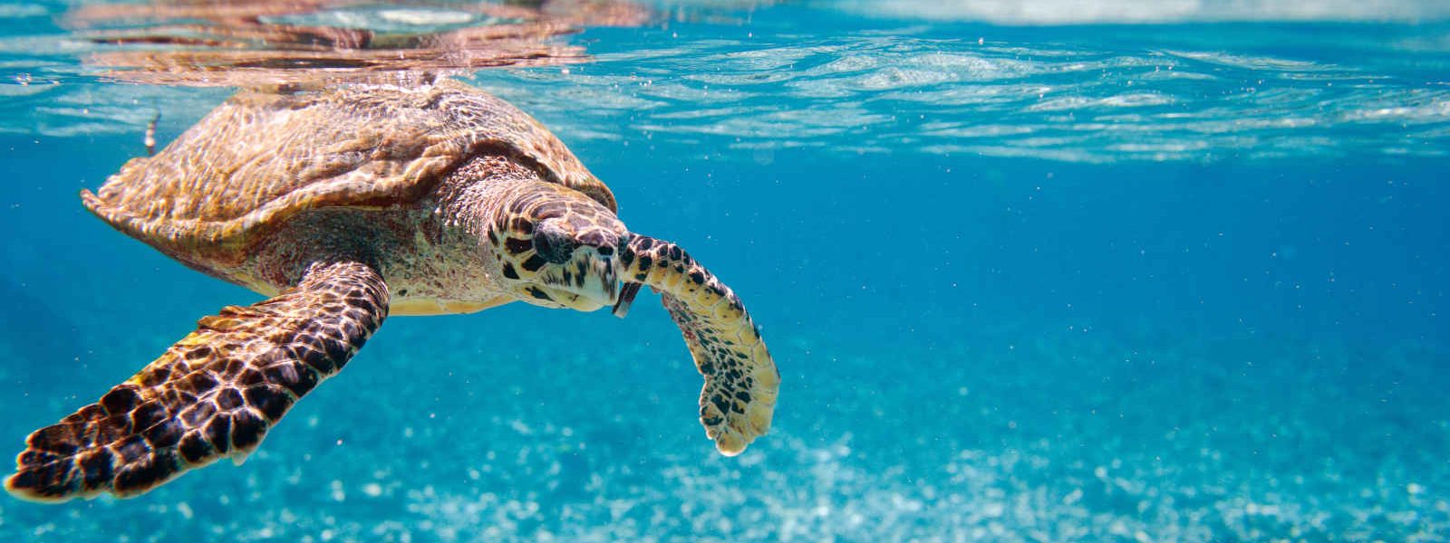 Tortue, plongée, Seychelles