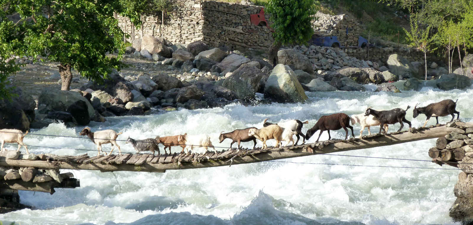 Chèvres, Kirghizie