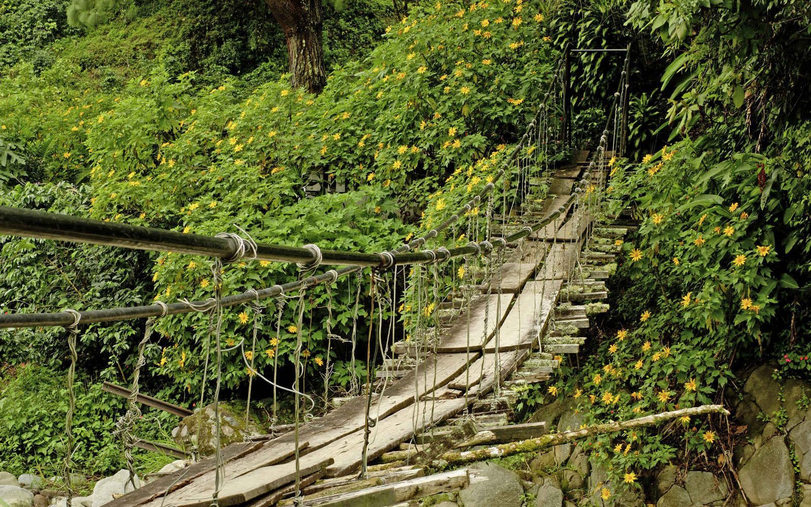Boquete jungle, Chiriqui province