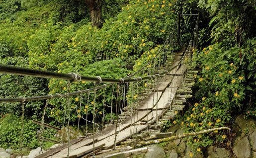 Boquete jungle, Chiriqui province