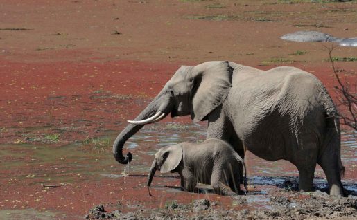 léphants, Zambie