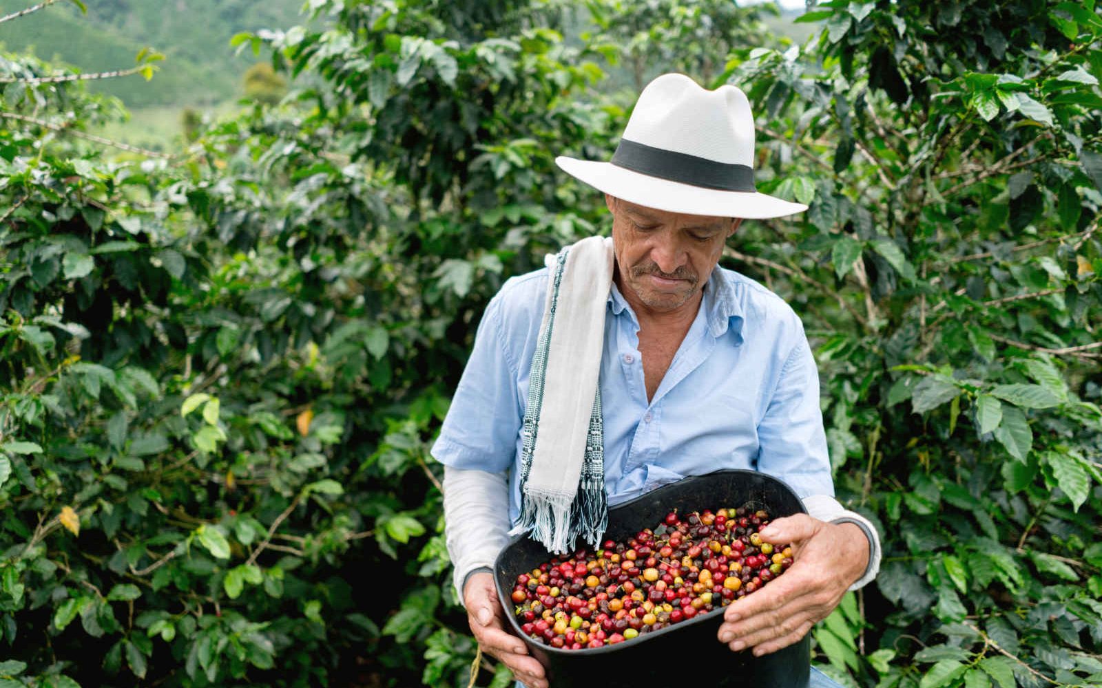 Récolte de café, Colombie