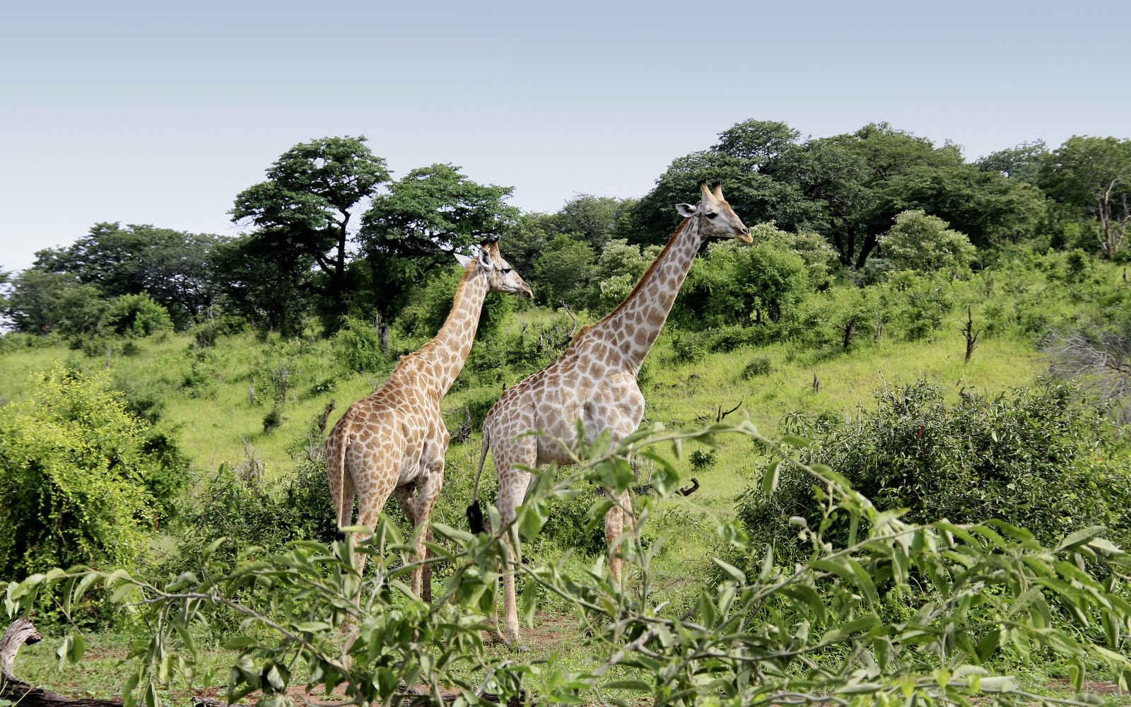 Girafes, Chobe National Park, Botswana