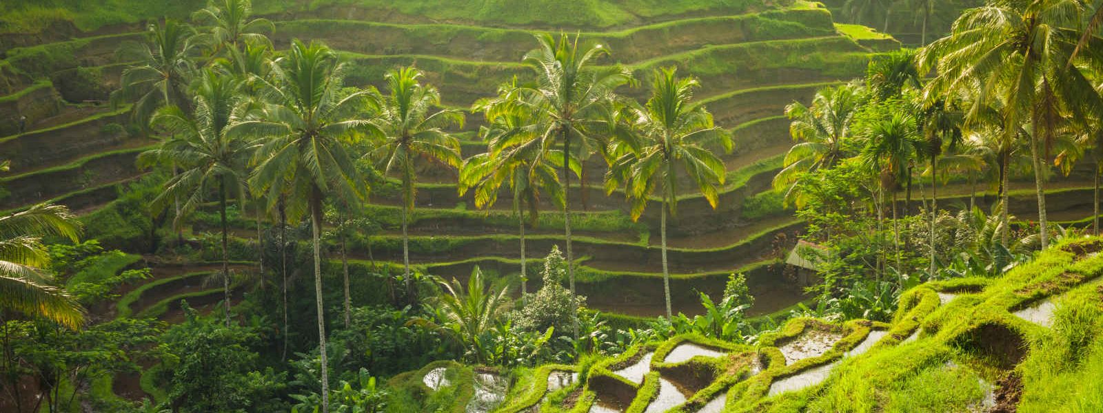 Rizières d'Ubud, Bali, Indonésie