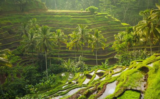 Rizières d'Ubud, Bali, Indonésie