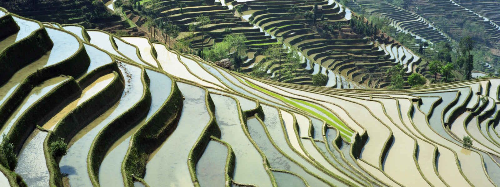 Rizières du Yunnan, Chine