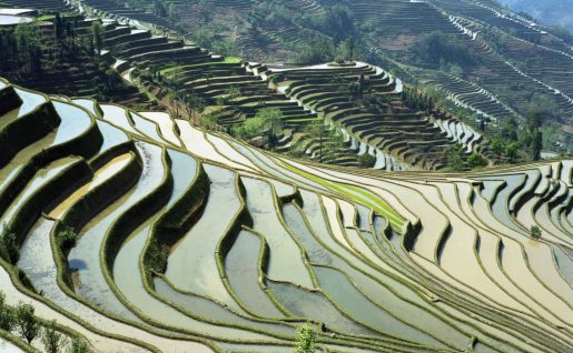 Rizières du Yunnan, Chine