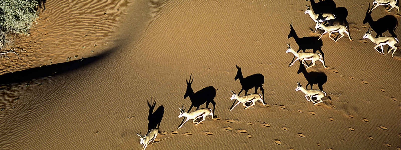 Antilopes dans le désert de Kalahari, Namibie