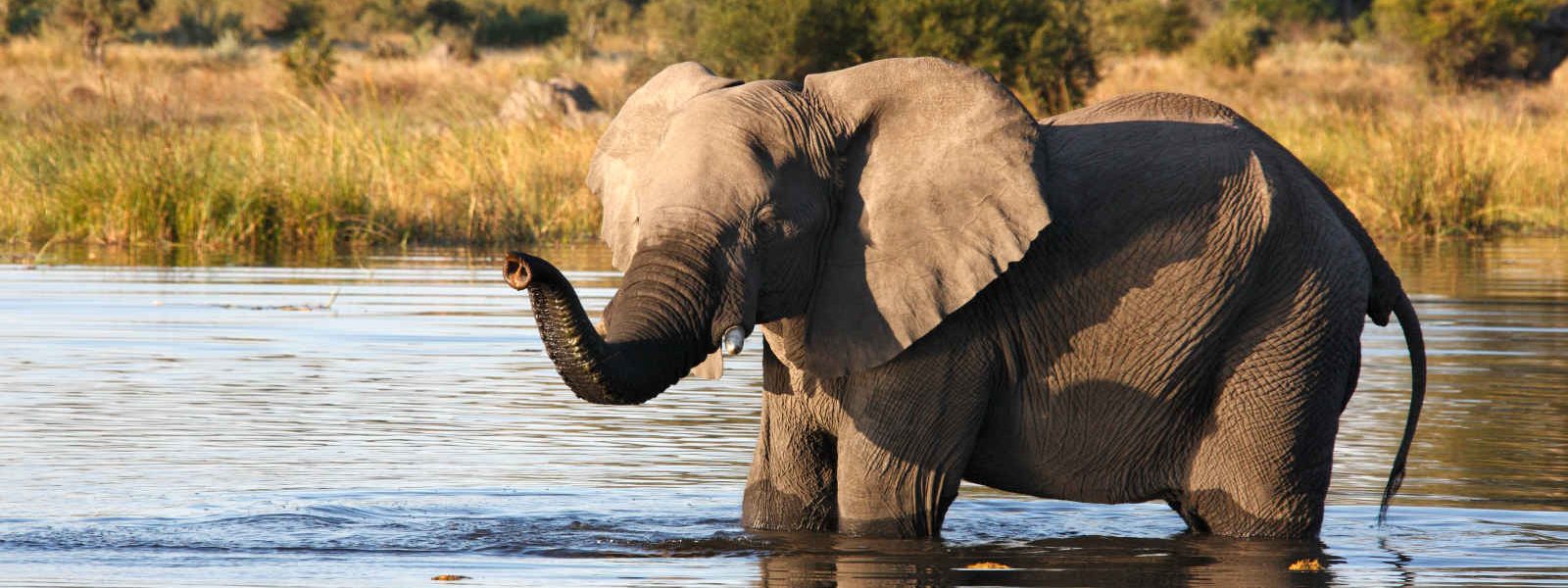 Jeune éléphant, Région de la rivière Khwai, Botswana, Afrique