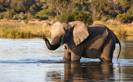 Jeune éléphant, Région de la rivière Khwai, Botswana, Afrique