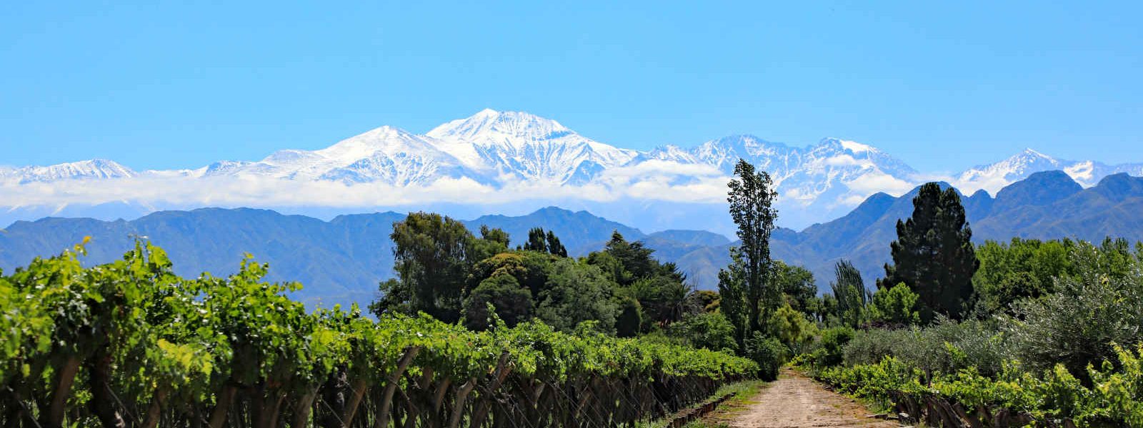 Vignoble, Mendoza, Argentine