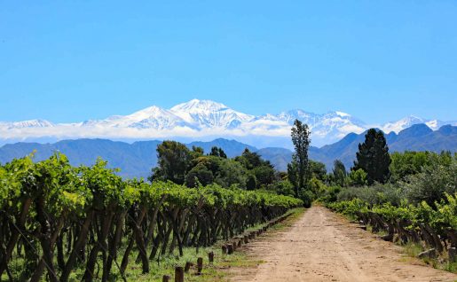 Vignoble, Mendoza, Argentine