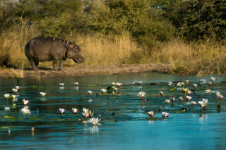 Hippopotames, Bande de Caprivi, Namibie