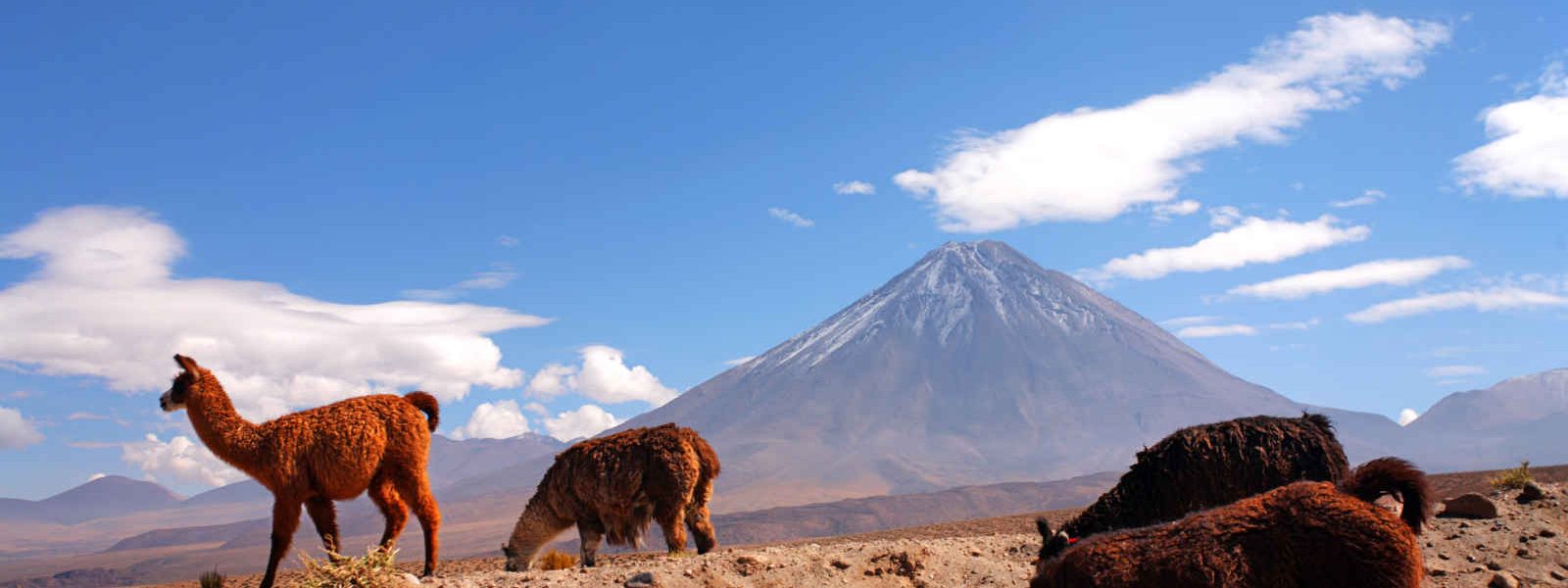 Lamas, désert d'Atacama, Chili