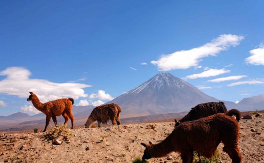 Lamas, désert d'Atacama, Chili