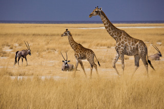 Girafes et antilopes, Etosha, Namibie