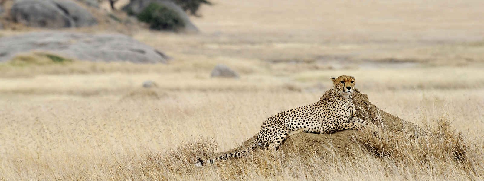 Guépard, Serengeti, Tanzanie