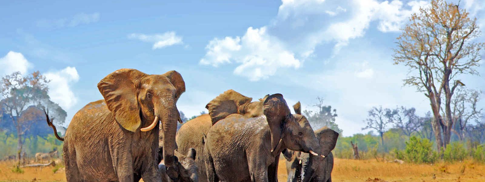 Elephants, Parc National Hwange, Zimbabwe