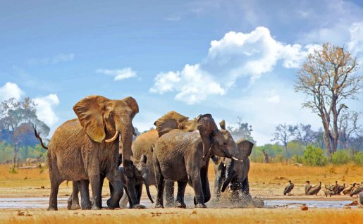 Elephants, Parc National Hwange, Zimbabwe