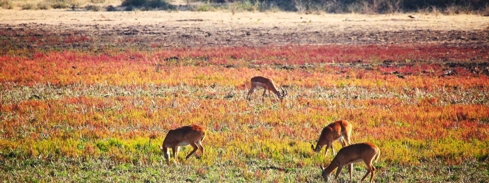 Impala, Parc National du Luangwa-Sud, Zambie