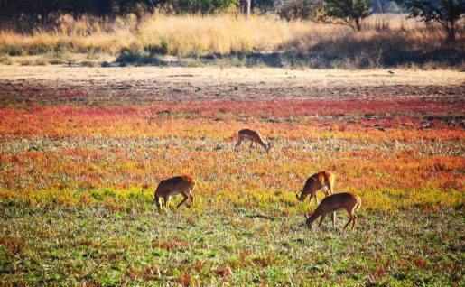 Impala, Parc National du Luangwa-Sud, Zambie