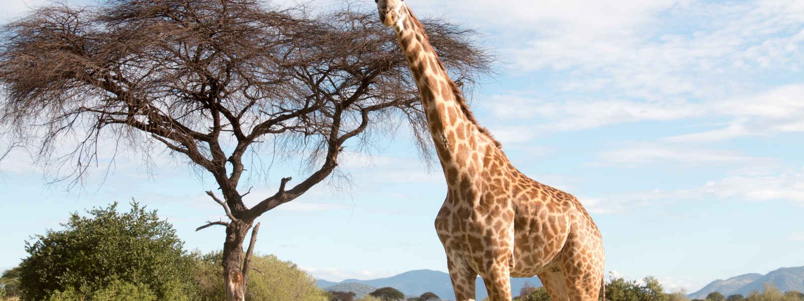 Girafe, Parc National Ruaha, Tanzanie