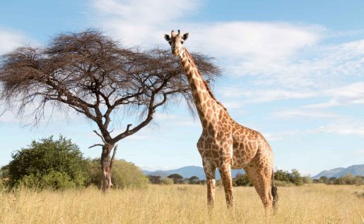Girafe, Parc National Ruaha, Tanzanie