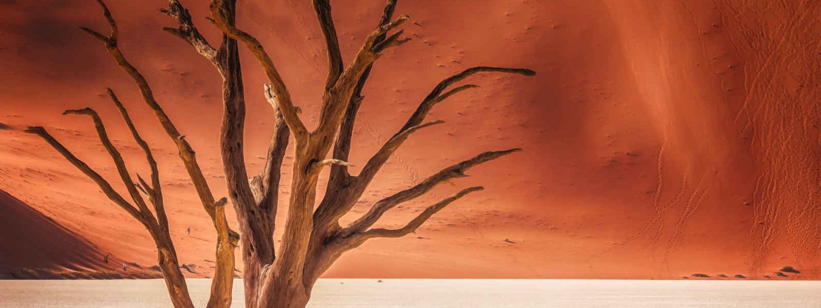 Arbre mort, Dead Vlei, Désert du Namib, Namibie