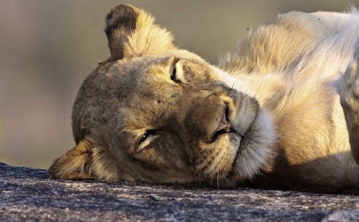 Lion, Afrique du Sud