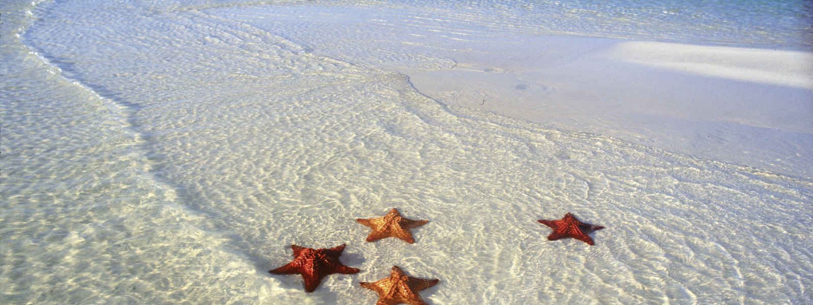 Plage, étoiles de mer, Cuba, Caraïbes