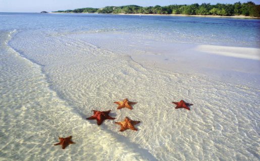 Plage, étoiles de mer, Cuba, Caraïbes