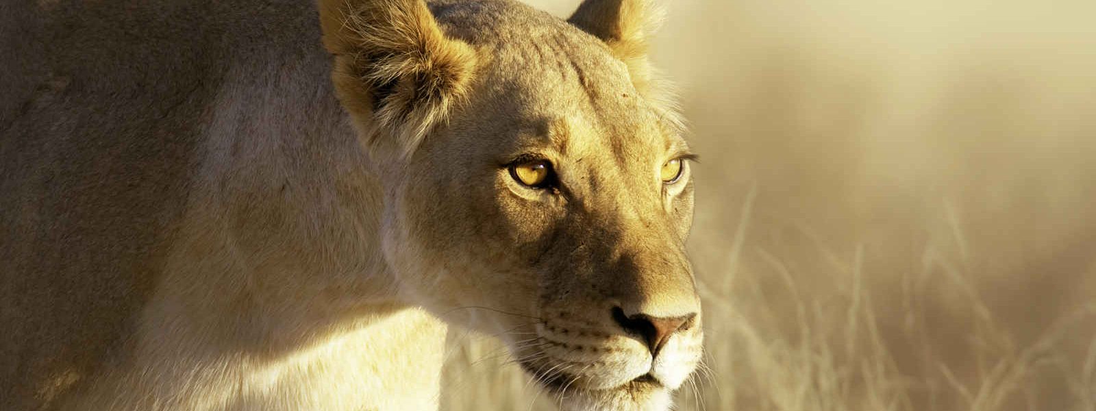 Lioness, Kalahari Gemsbok National Park, South Africa