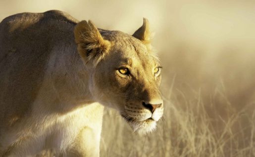 Lioness, Kalahari Gemsbok National Park, South Africa