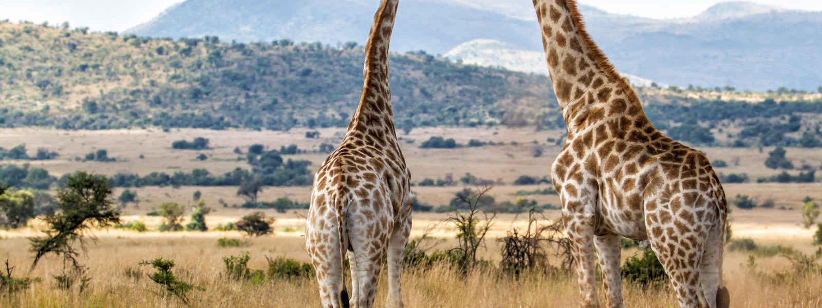 Girafes, Afrique du Sud