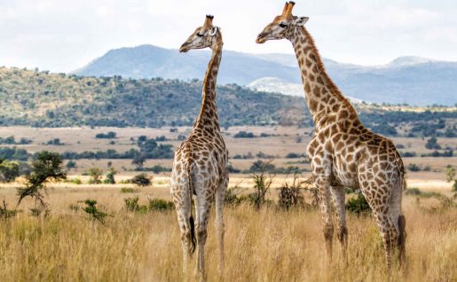 Girafes, Parc national de Pilanesberg, Afrique du Sud