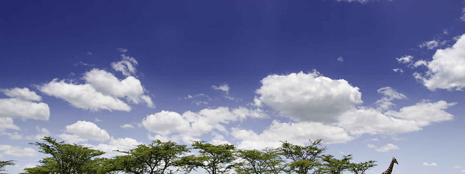 Girafe, Masai Mara, Kenya