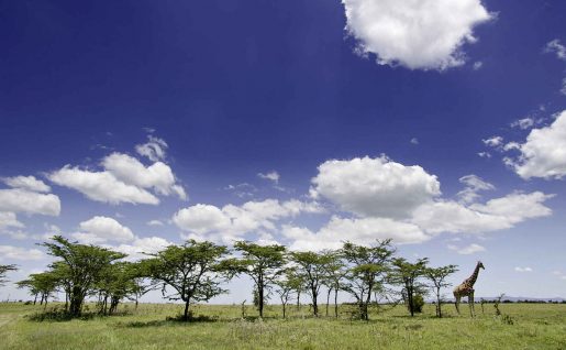 Girafe, Masai Mara, Kenya