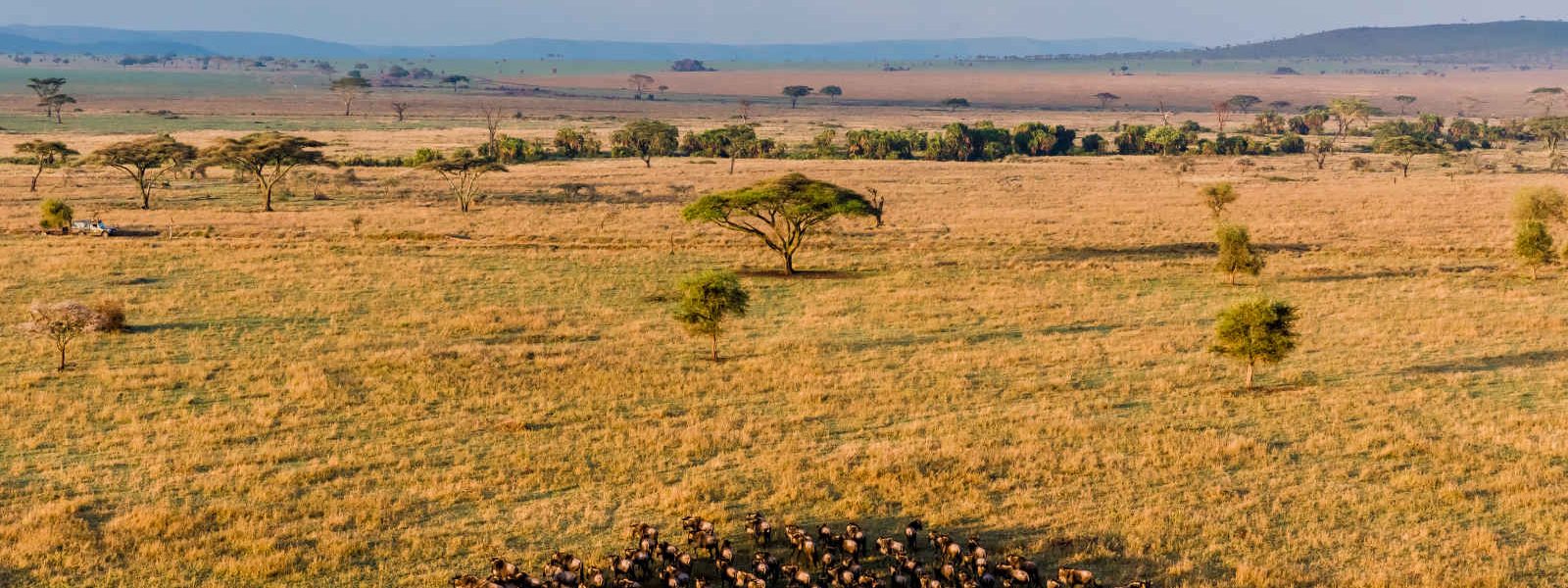 Troupeau de buffles dans la savane, Serengeti, Tanzanie