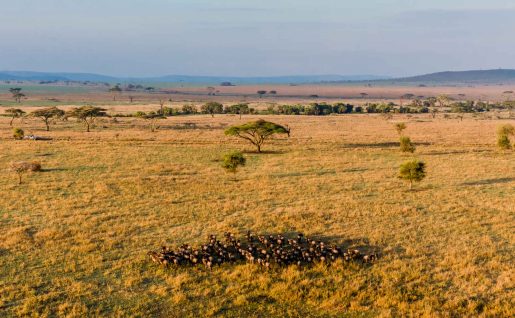 Troupeau de buffles dans la savane, Serengeti, Tanzanie