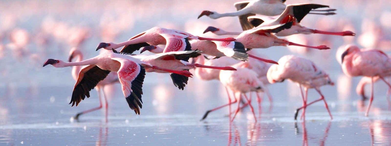 Flamants Rose, Lac Nakuru, Kenya