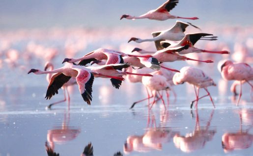 Flamants Rose, Lac Nakuru, Kenya