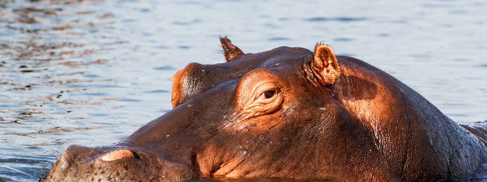 Hippopotame, Botswana