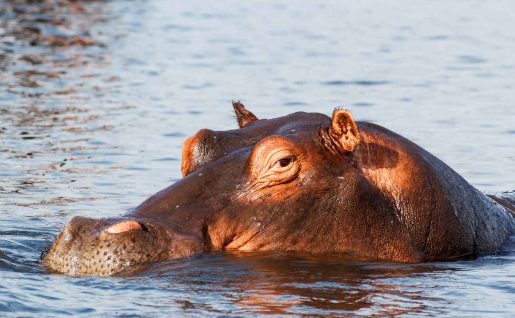 Hippopotame, Botswana