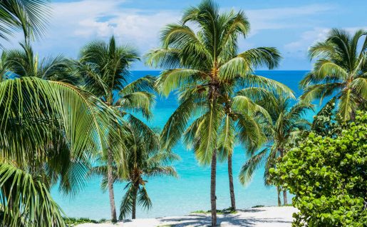 Plage, Palmier, Varadero, Cuba