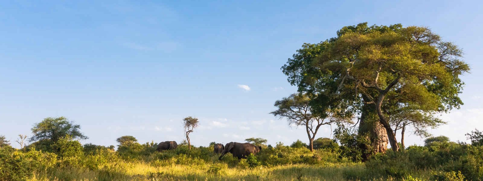Elephants et Baobab, Parc de Tarangire, Tanzanie