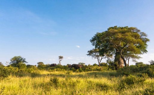 Elephants et Baobab, Parc de Tarangire, Tanzanie