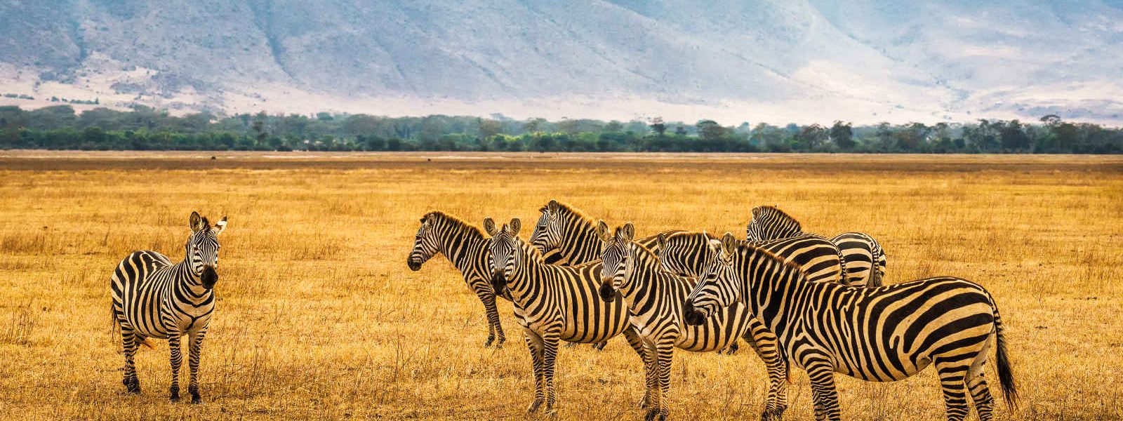 Zébres, Réserve Ngorongoro, Tanzanie