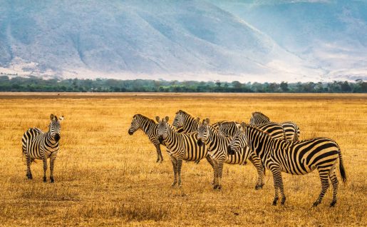 Zébres, Réserve Ngorongoro, Tanzanie