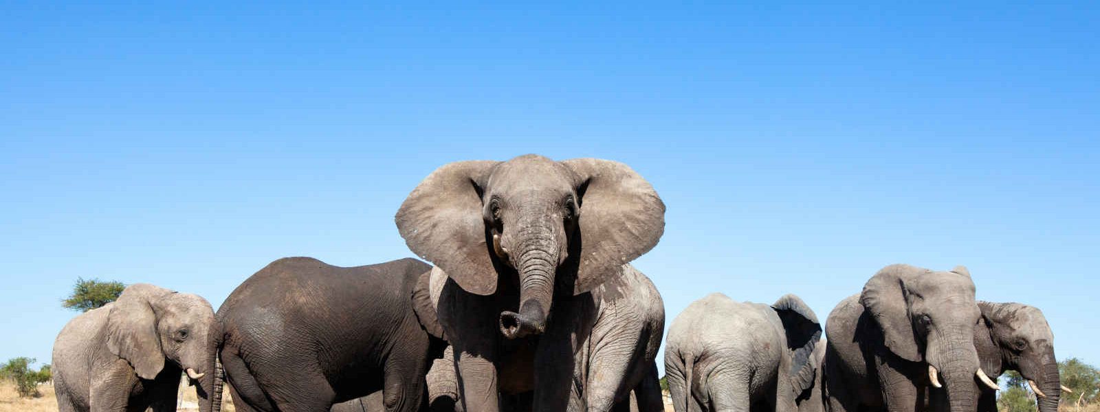 Harde d'éléphants, Afrique