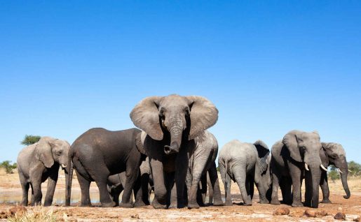 Harde d'éléphants, Afrique